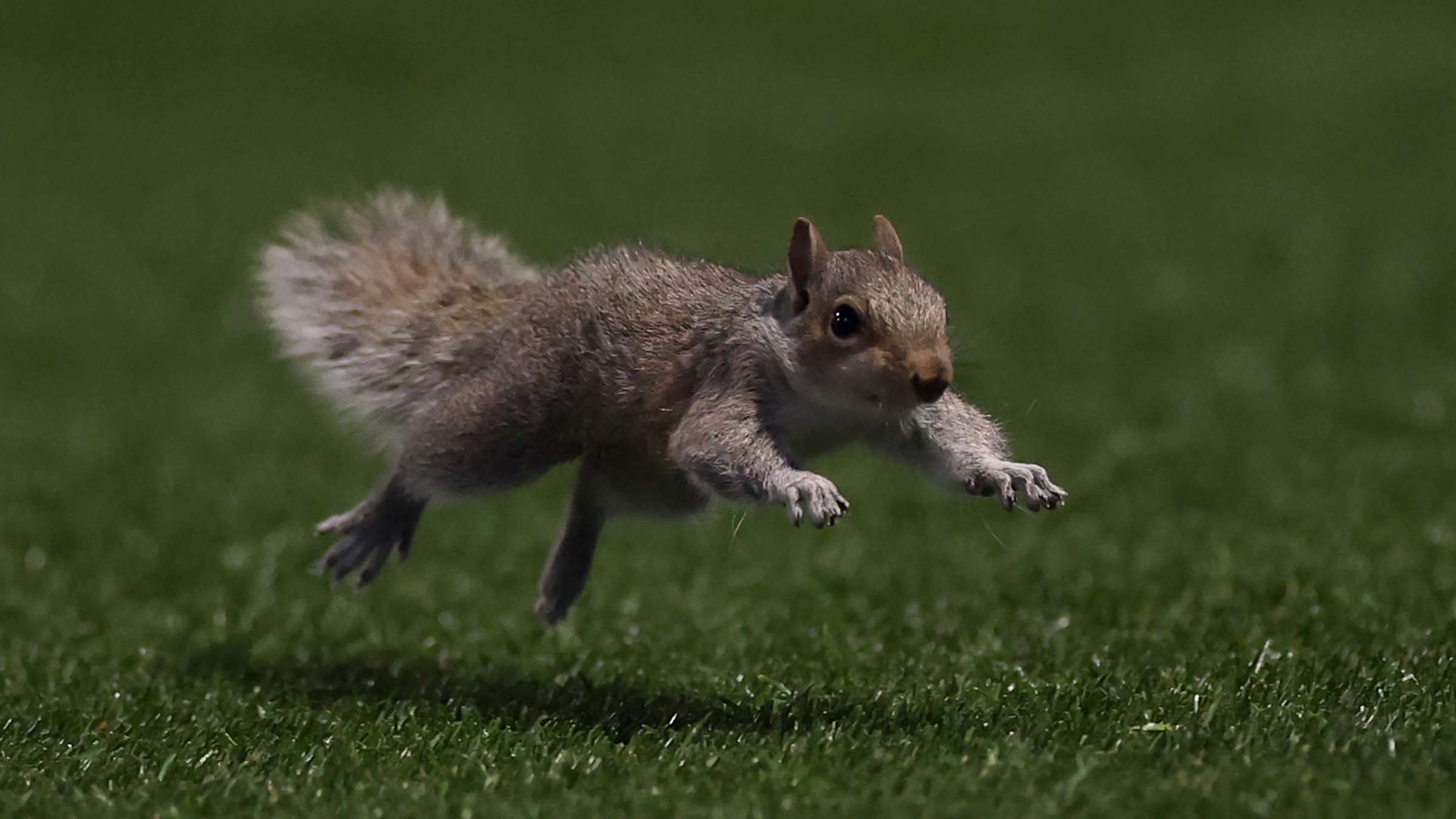 📽️ | Squirrel interrupts FC Cincinnati and Charlotte six-goal thriller  